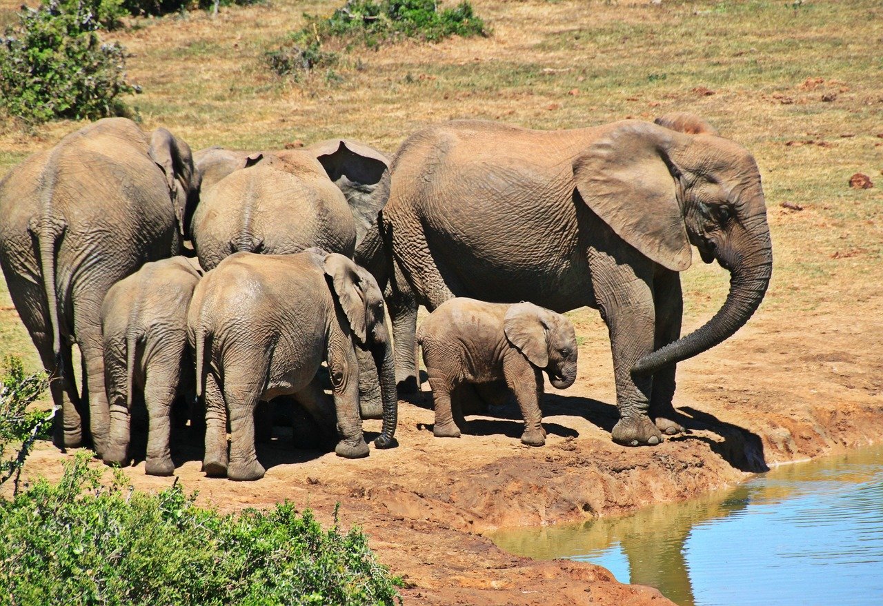 elephants, animal, elephant herd, elephant family, africa, south africa, african bush elephant, trunk, pachyderm, wildlife, baby elephant, cub, water hole, watering hole, tusk, wilderness, safari, national park, nature, proboscidea, animal portrait, kruger park, elephants, africa, south africa, baby elephant, baby elephant, baby elephant, baby elephant, baby elephant, cub, watering hole, safari, kruger park, kruger park, kruger park, kruger park