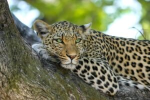 Wildlife Safaris