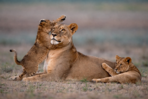 Kafue National Park