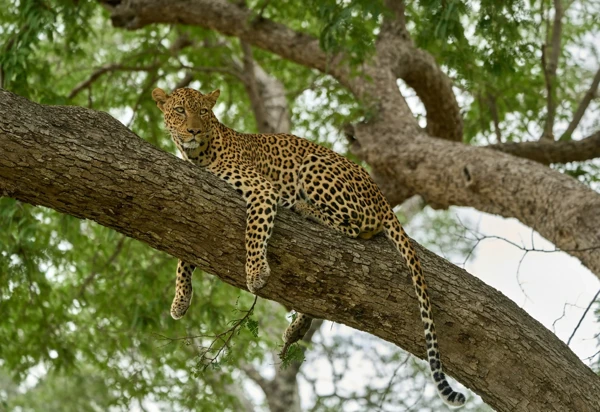 south luangwa national park